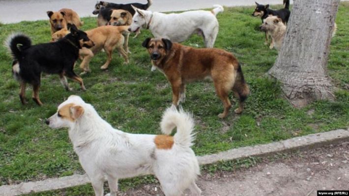 Катастрофические масштабы: бродячие собаки в Мелитополе массово нападают на людей, власти бездействуют (фото)