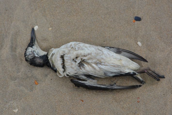 Директор Приазовского Нацпарка назвал причину массовой гибели птиц на Мелитопольщине (фото)