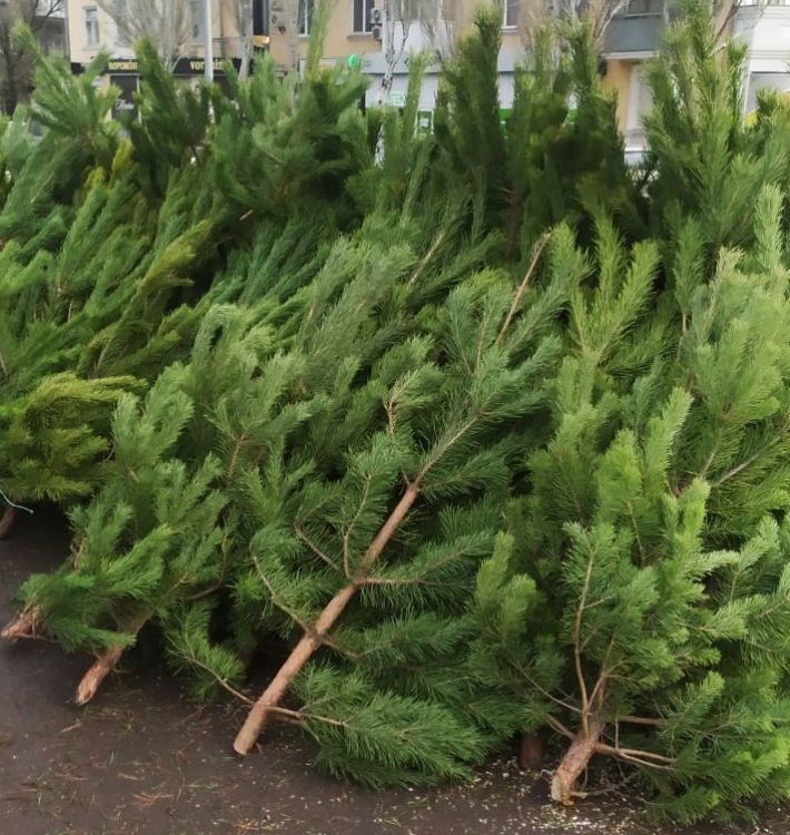 Сколько стоят елки в оккупированном Бердянске (фото)