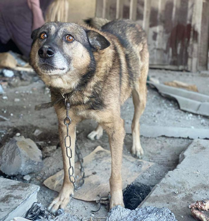 Запорожские волонтеры просят о помощи псу, владельцы которго погибли от бомбардировки