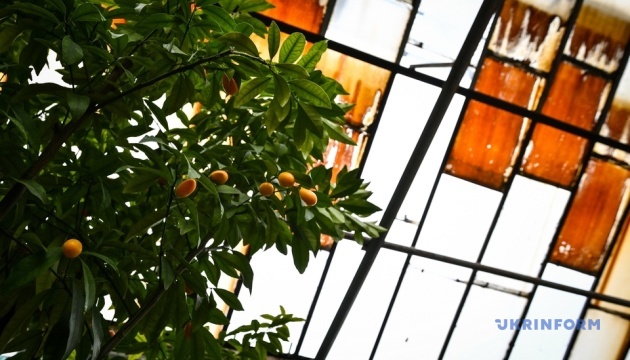 В Запорожском ботаническом саду созрели лимоны (фото)