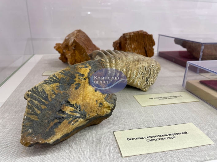 В севастопольськом музее представили экспонаты, украденные из музея «Каменная могила» под Мелитополем (фото)