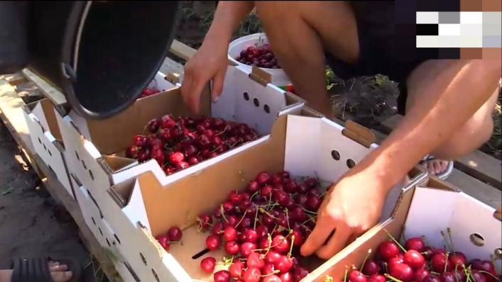 в этом году планируют собрать 300 тонн ягод со 189 гектаров садов. 
