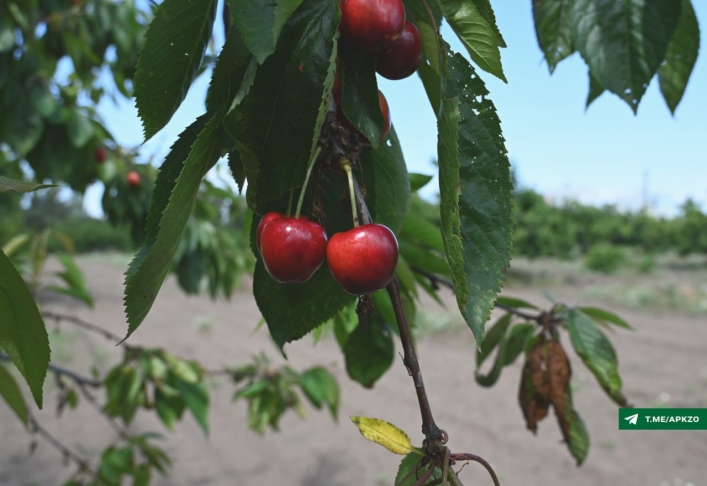 В Мелитополе рашисты распиарили урожай черешни, которого нет и не будет (фото)
