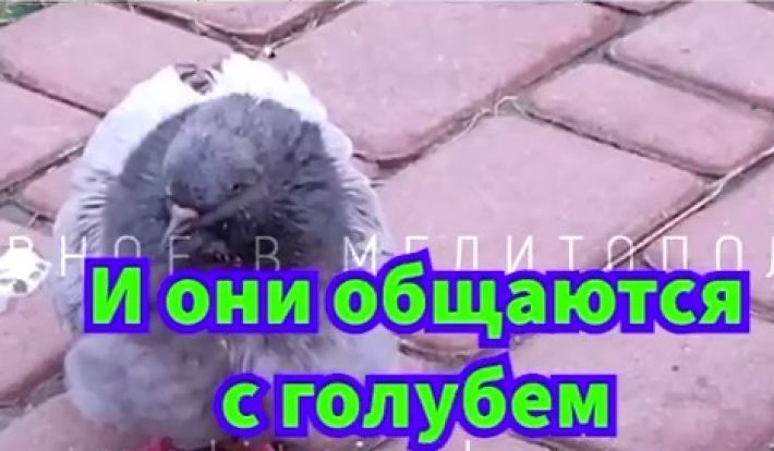 Я спрошу у ясеня: "журналисты" раша-тв в Мелитополе взяли интервью у голубя (видео)