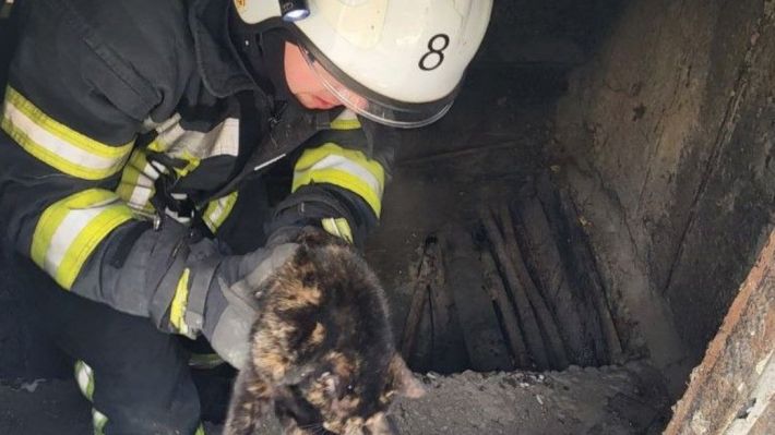 В Запорожье спасли котика, который упал в коммуникационный колодец (фото)