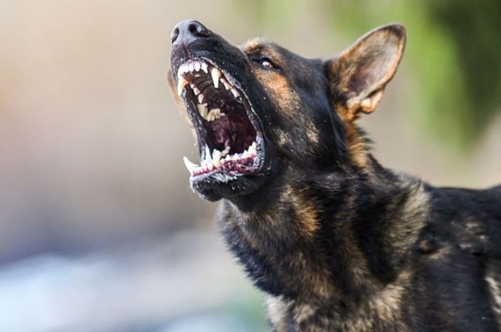 Тридцать собак кидались абсолютно на всех: в Мелитополе участились случаи нападения бездомных животных