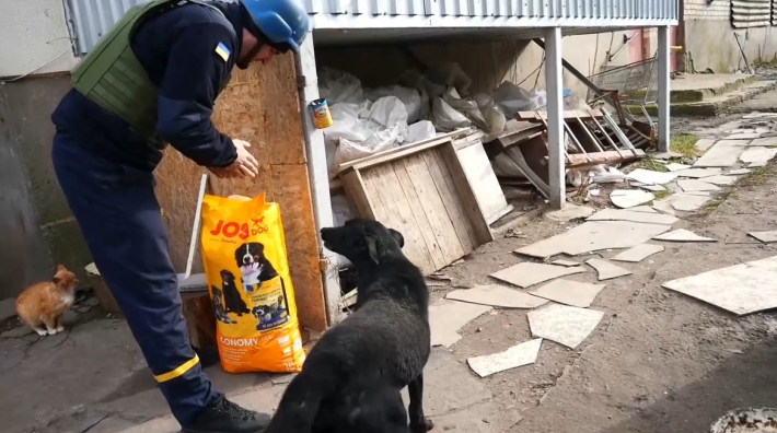 У прифронтове Гуляйполе привезли корм для бездомних тварин (відео)