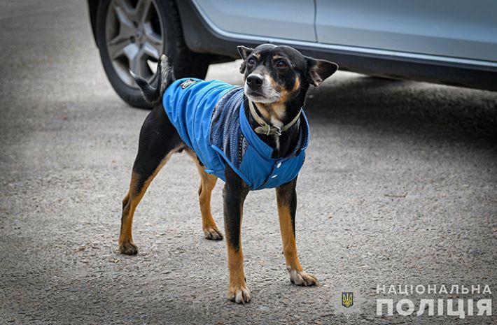 Запорожские полицейские вернули потерянную собачку домой (відео, фото)