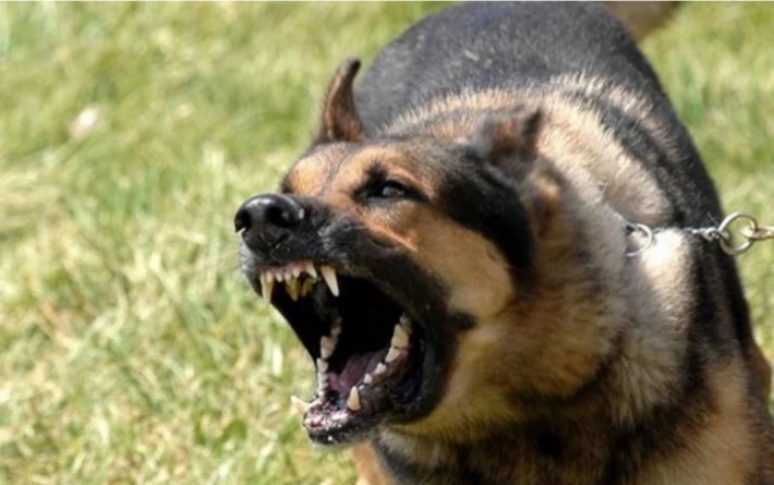 Зʼявились подробиці нападу зграї безпритульних собак на чоловіка у Запоріжжі