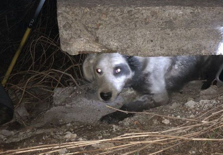 Запорожские чрезвычайники спасли собаку (фото)