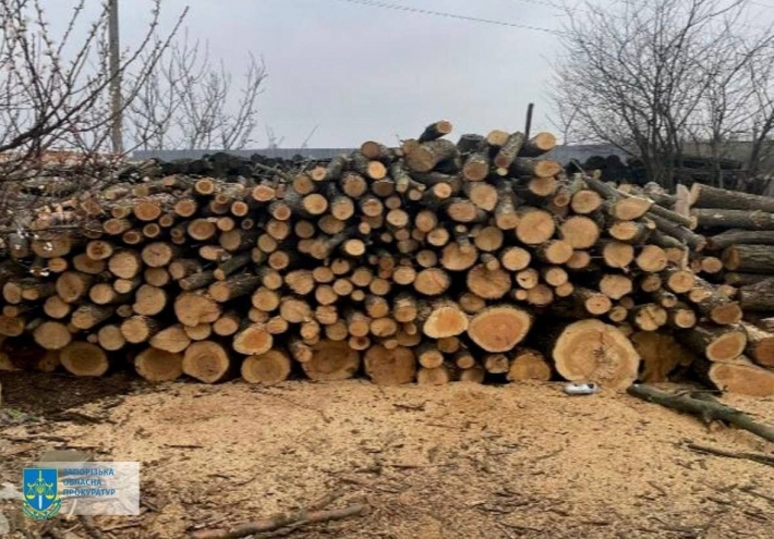 Уничтожили деревья на 400 тысяч гривен: в Запорожской области разоблачили "черных лесорубов" (фото)