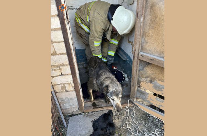 В Запорожье сотрудники ГСЧС спасли собаку