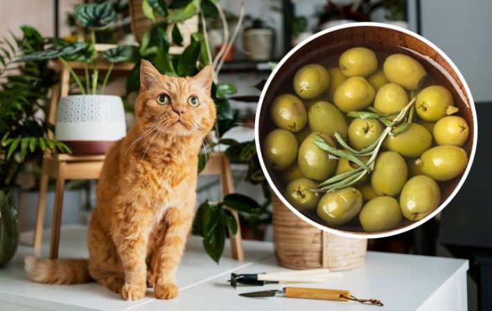 Почему коты любят оливки: можно ли давать их любимцу