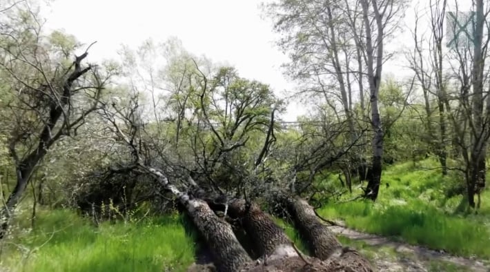 В Запорожье после бури, на острове Хортица, рухнули деревья (видео)