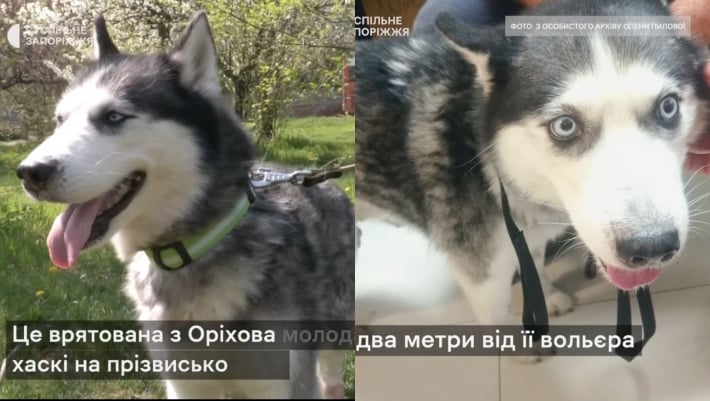 В Запорожье спасли собаку Бетти, которая получила ранения в результате обстрела армией рф Орехова