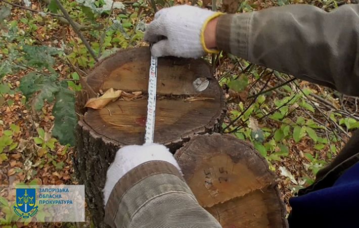 В Запорожье с лесничества взыскали 8 миллионов гривен за неудовлетворительную охрану деревьев