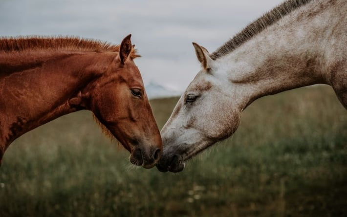 Живые животные ходили по трупам: в России от голода погибли полсотни лошадей