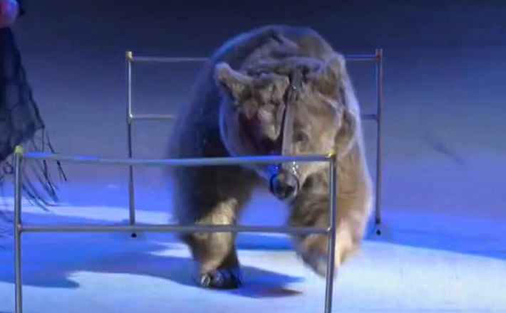 UAnimals обратились в Запорожский цирк и Министерство культуры с требованием прекратить эксплуатацию медведей