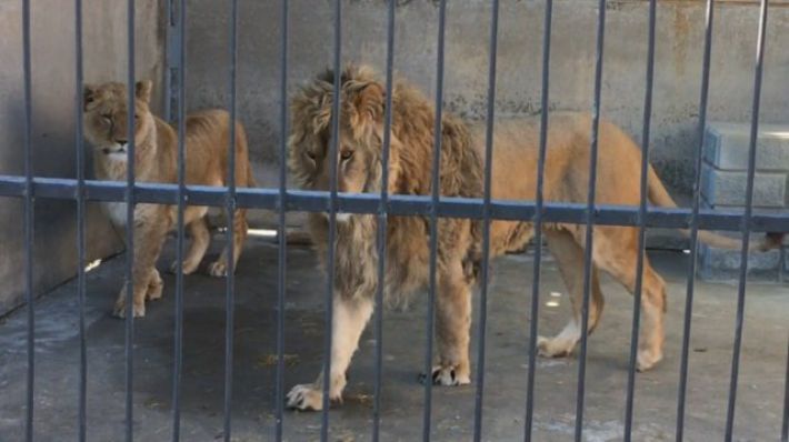 Грязь, измученные животные без воды: мелитопольцев шокировало состояние животных в местном зоопарке (фото)