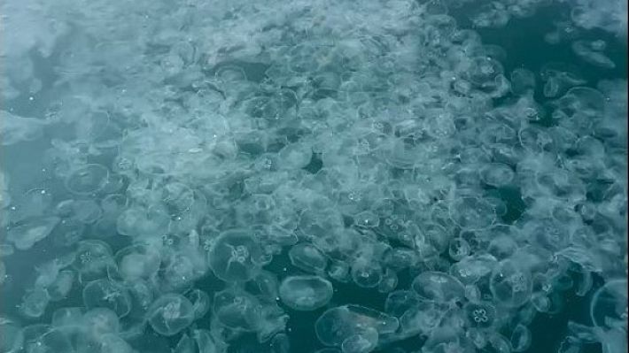 Величезні полчища медуз рухаються до берегів Кирилівки (фото)