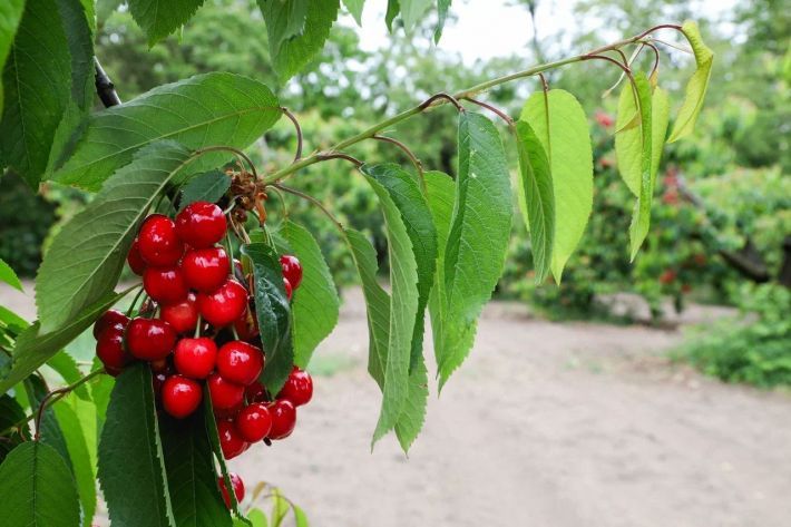 Ціни на черешню - скільки коштує ягода в окупованому Мелітполі порівняно з іншими областями України (фото)