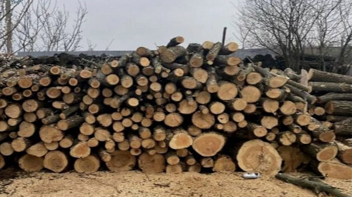 В Запоріжжі злочинці займались незаконною рубкою дерев на території Комишуваської громади