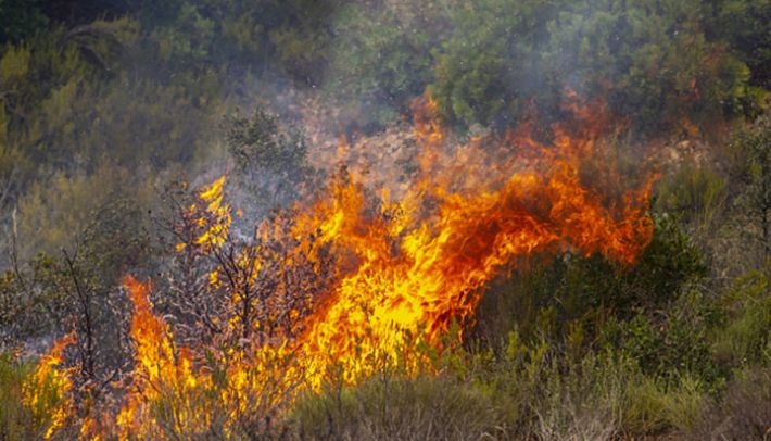 В течение суток спасатели ликвидировали 14 пожаров на территории Запорожской области