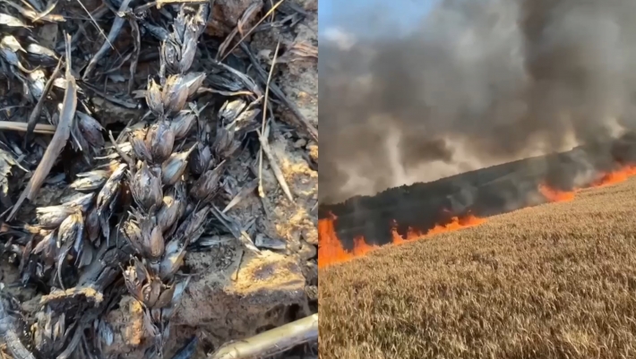 В Запорожской области из-за вражеских обстрелов сгорело почти 4 га хлеба (видео)