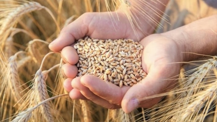 Зерновой грабеж: фермеры Бердянщины вынуждены продавать урожай за копейки