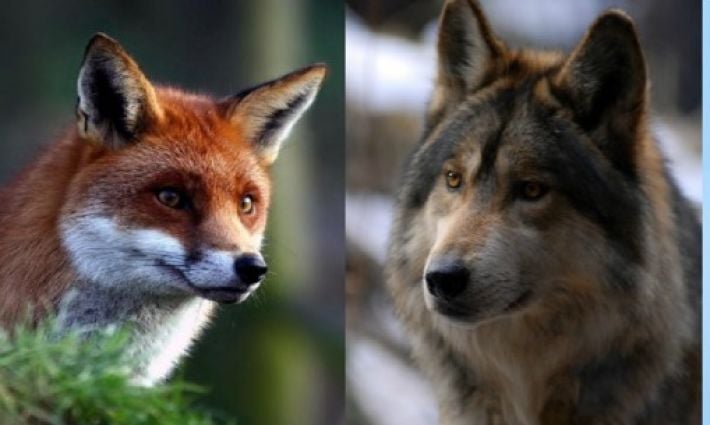Жителей Мелитопольщина массово атакуют дикие животные - лисы и волки бродят по дворам