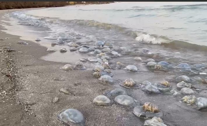 В воду не зайти - на Мелитопольщине Азовское море кишит медузами (видео)