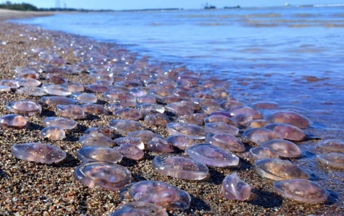 Медузы наступают - в сети показали, как выглядит побережье Азовского моря в Кирилловке (видео)