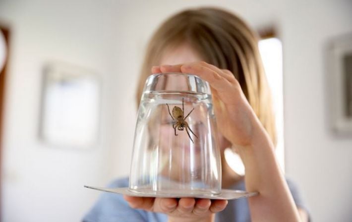 Чому не можна вбивати павуків, що живуть у квартирах та будинках: пояснення вчених