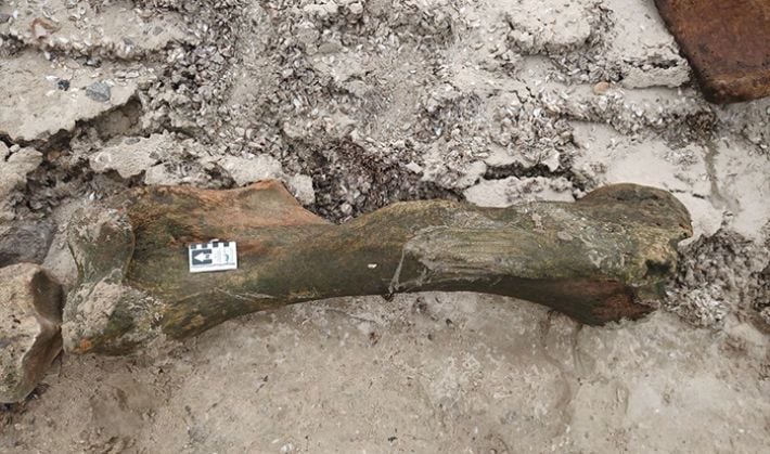 Житель Запорожья нашел на побережье Днепра кости мамонта (фото)