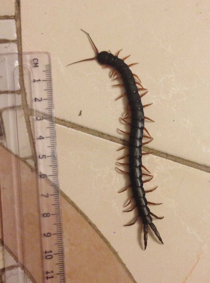 К жителю Мелитополя в дом пробралось гигантское ядовитое насекомое (фото)