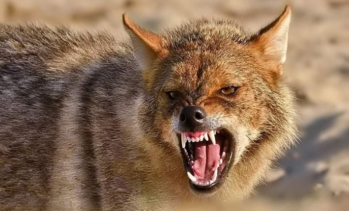 Шакалы нападают на людей в Запорожской области